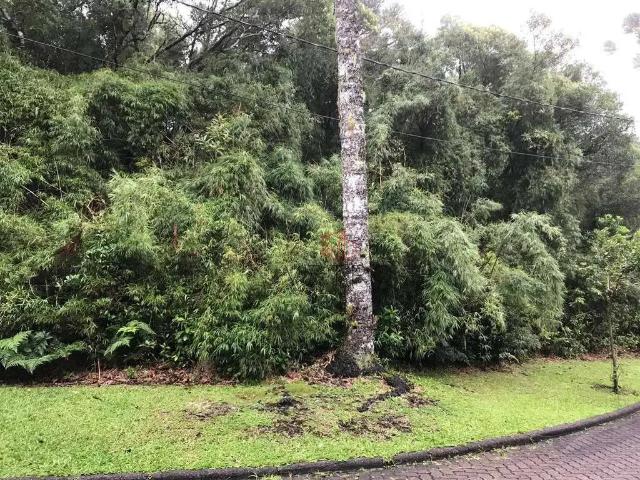 Terreno venda em Região Geográfica Imediata de Caxias do Sul, Canela