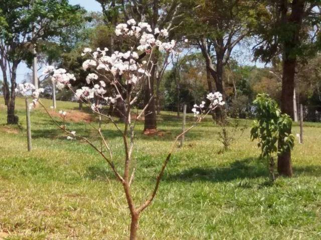 Terreno venda em Centro, Capitólio