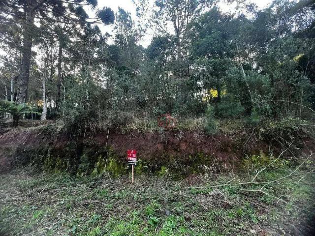Terreno venda em Gramado