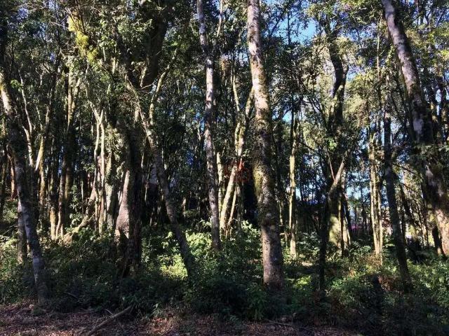 Terreno venda em Região Geográfica Imediata de Caxias do Sul, Gramado