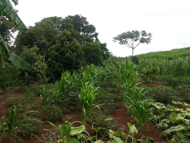 Terreno venda em Região Geográfica Imediata de Londrina, Ibiporã