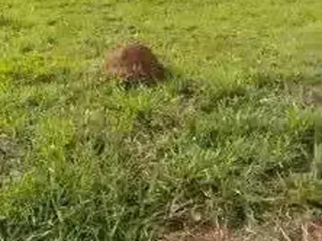 Terreno venda em Região Geográfica Imediata de Ivaiporã, Jardim Alegre