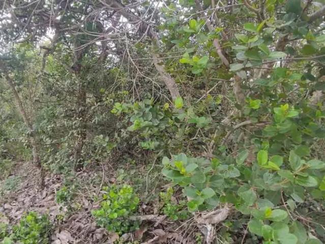 Terreno venda em Região Geográfica Imediata de Belo Horizonte, Região Metropolitana de Belo Horizonte