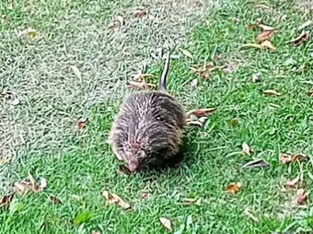 Terreno venda em Região Imediata de Jundiaí, Jundiaí