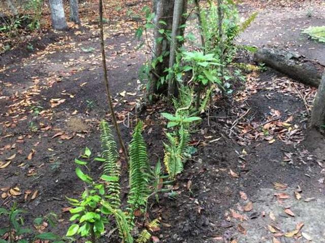 Terreno venda em Caeté-Açu, Palmeiras