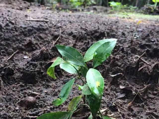 Terreno venda em Região Geográfica Imediata de Passo Fundo, Três Palmeiras