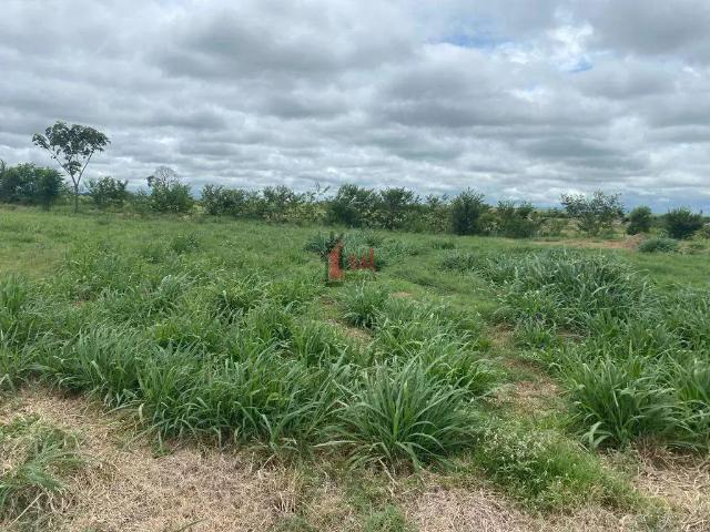 Terreno venda em Região Imediata de Catanduva, Pindorama