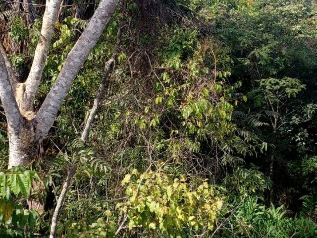 Sítio e chácara venda em Região Geográfica Imediata de Anápolis, Região Integrada de Desenvolvimento do Distrito Federal e Entorno