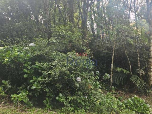 Terreno venda em Região Geográfica Imediata de Caxias do Sul, São Francisco de Paula