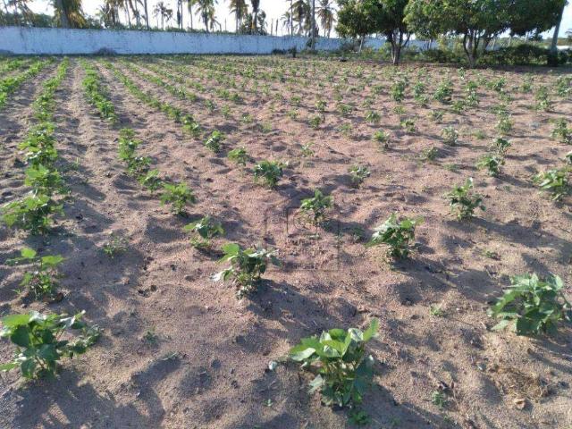 Terreno venda em Região Geográfica Imediata de Natal, São José de Mipibu