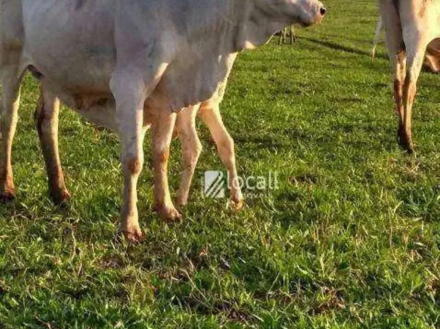 Terreno venda em Região Imediata de São José do Rio Preto, Região Metropolitana de São José do Rio Preto