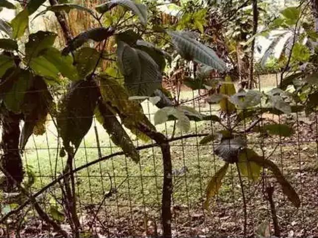Terreno venda em Ubatuba