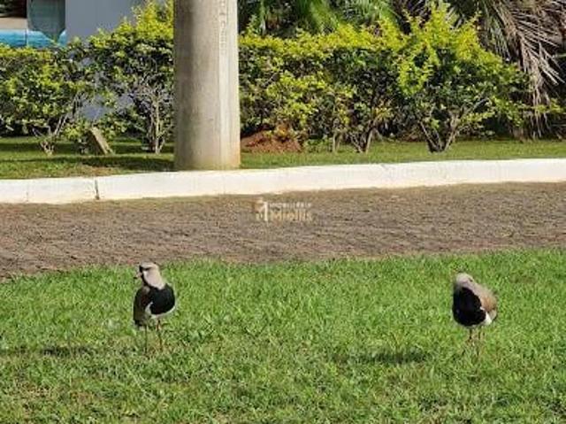 Terreno venda em Condado de Castela, Viamão