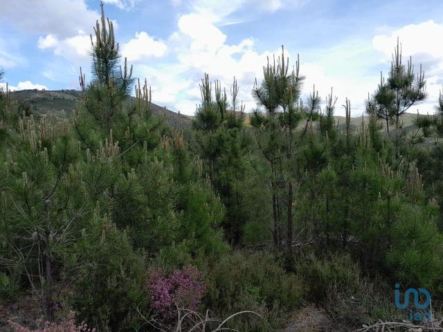 Terreno venda em Castelo Branco, Cortes Do Meio