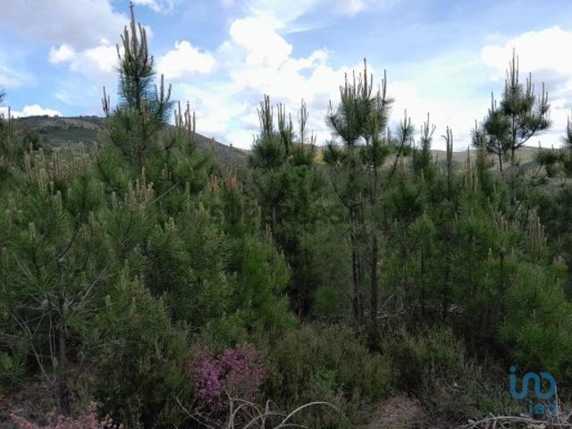 Terreno venda em Castelo Branco, Cortes Do Meio