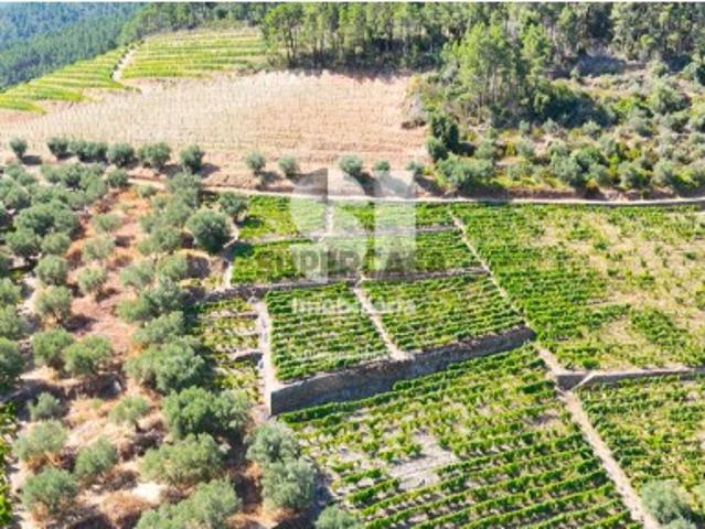 Terreno venda em Sabrosa, Vila Real