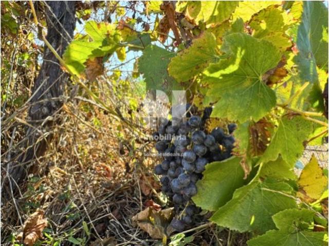 Terreno venda em Casal de São Pedro, Torres Vedras