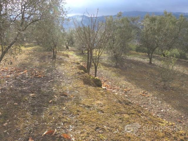 Terreno venda em Tarouca, Viseu