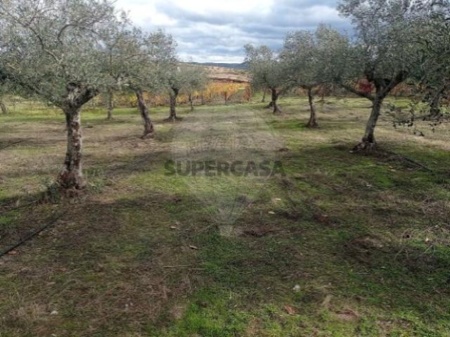 Terreno venda em Freixo Espada À Cinta, Bragança