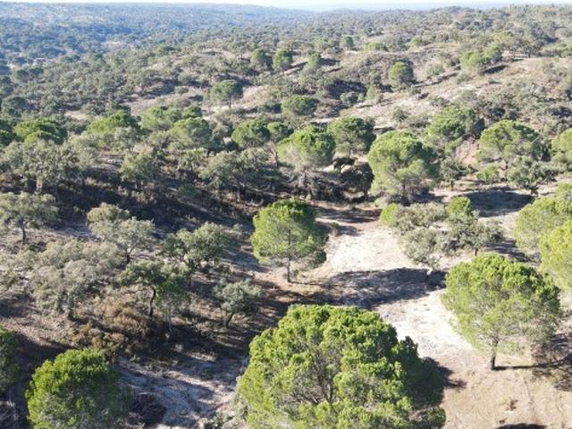 Terreno venda em Ponte De Sor, Portalegre