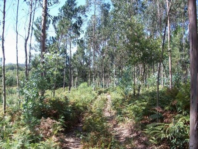 Terreno venda em Junqueira, Vila Do Conde