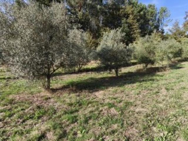 Terreno venda em Chã de Ribeiras, Fafe