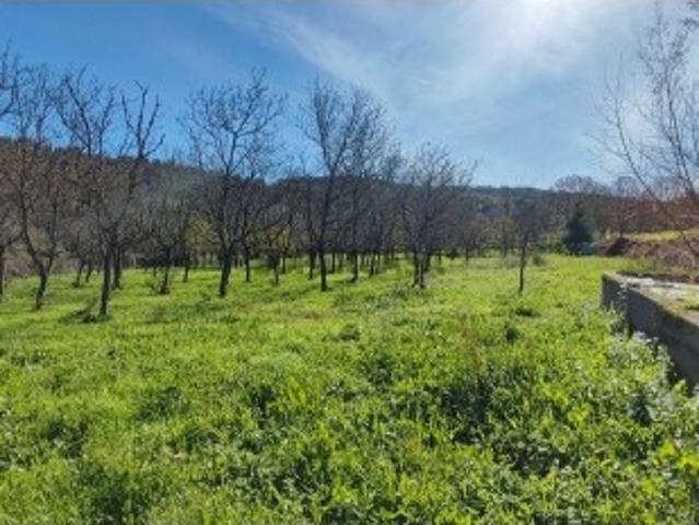 Terreno venda em Castro Daire, Viseu