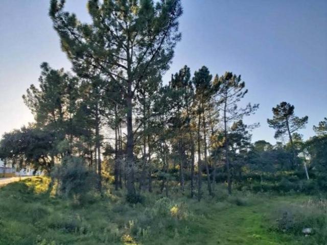 Terreno venda em Alcanena, Santarém