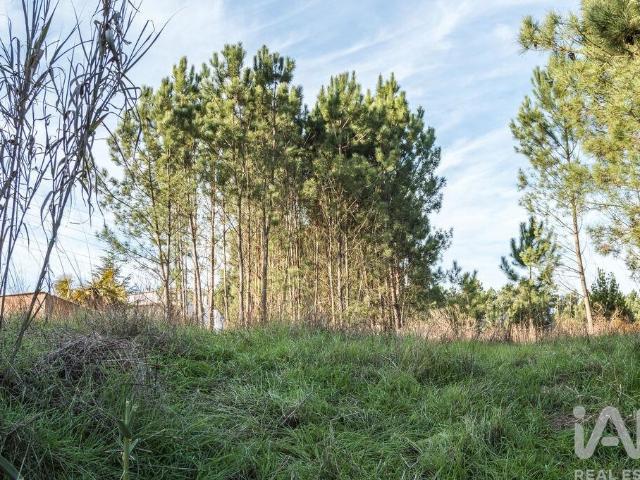 Terreno venda em Pilado, Marinha Grande