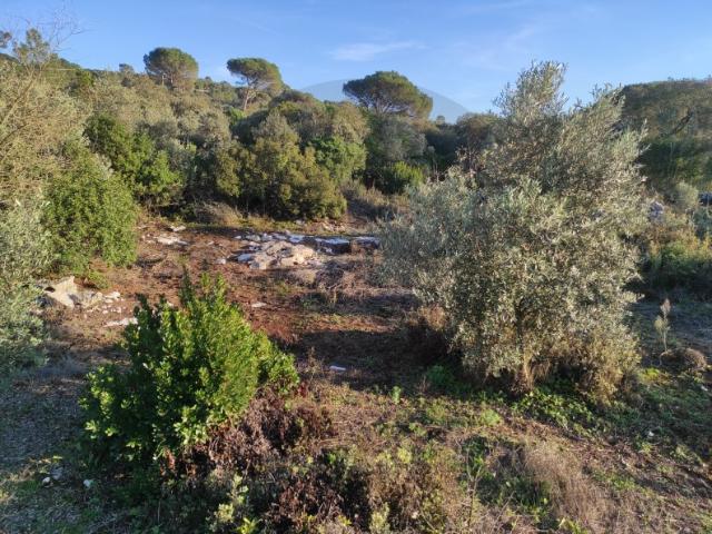 Terreno venda em Alcanena, Santarém