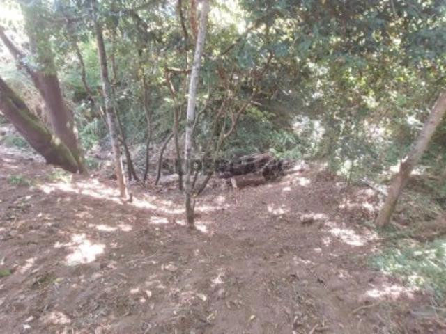 Terreno venda em Miranda do Corvo