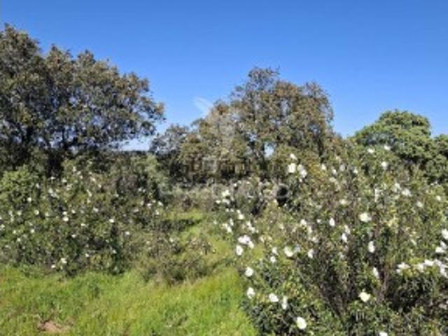 Terreno venda em Nossa Senhora Da Conceição, Évora