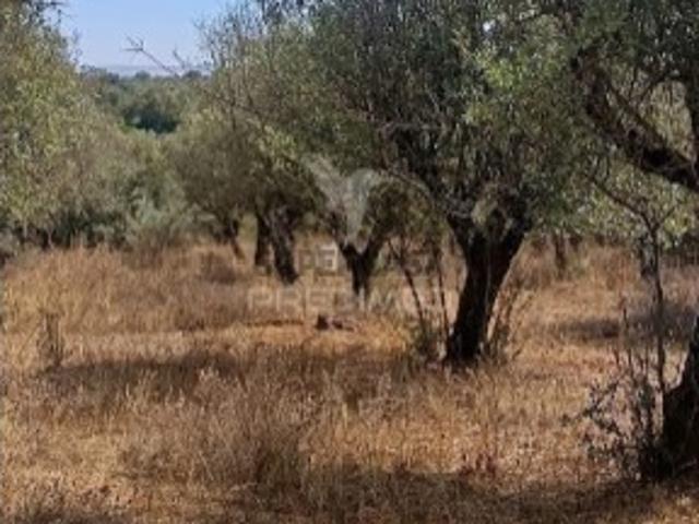 Terreno venda em Nossa Senhora da Conceição e São Bartolomeu, Vila Viçosa