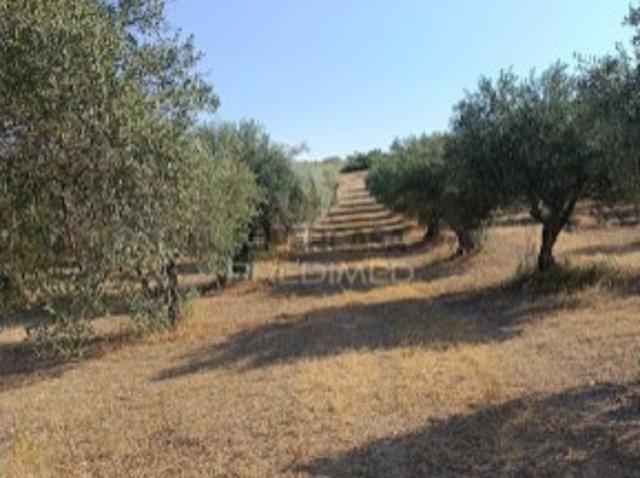 Terreno venda em Campo Maior, Portalegre