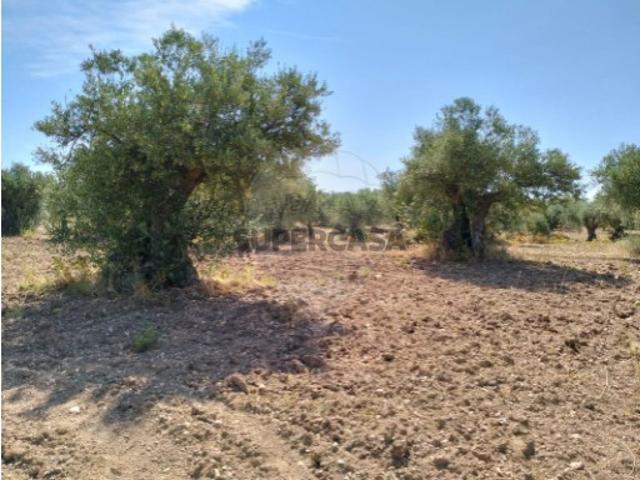 Terreno venda em Campo Maior Terreno venda em Campo Maior