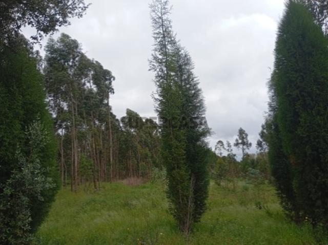 Terreno venda em Oliveira Do Bairro, Aveiro