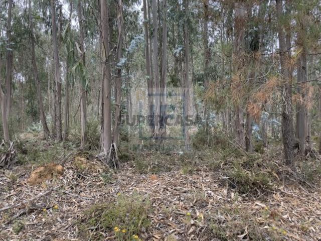 Terreno venda em Olho Marinho, Óbidos
