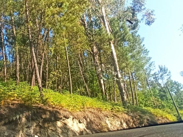 Terreno venda em Monte Salvado, Viseu