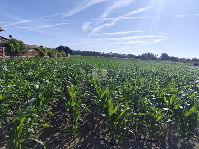 Terreno venda em Ponte De Vagos, Aveiro