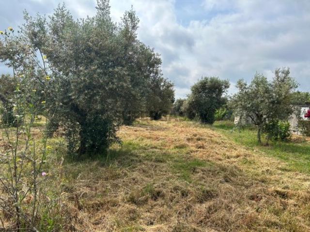 Terreno venda em Abrantes, Santarém