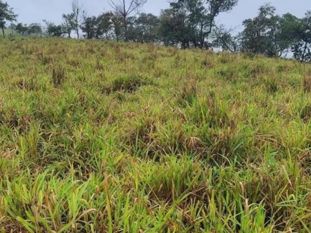 Terreno venda em Piracema