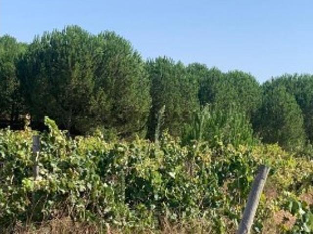 Terreno venda em Palmela, Setúbal
