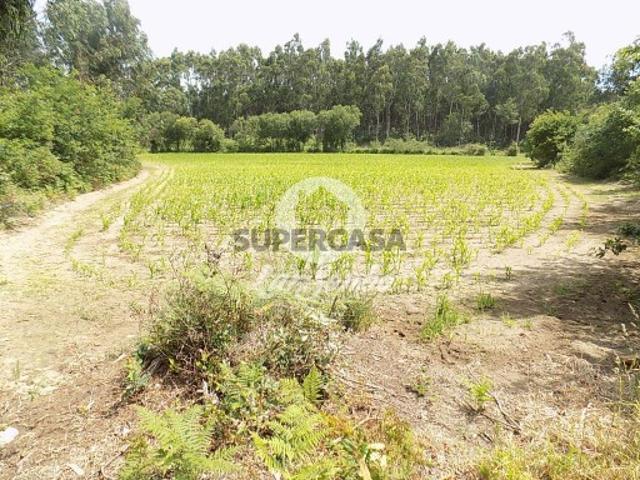 Terreno venda em Nova Sintra, A Ver-o-mar