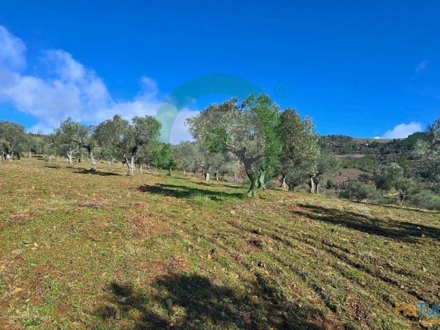 Terreno venda em Edroso, Bragança