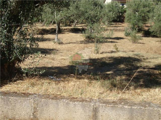Terreno venda em Castelo Branco, Proença-a-nova