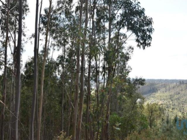 Terreno venda em Casal do Ribeiro, Ourém