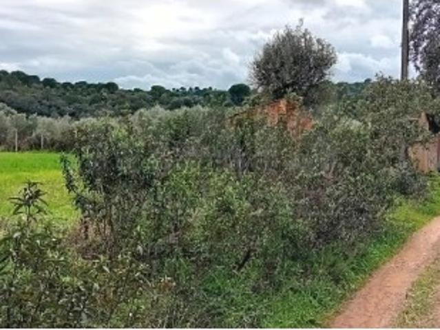 Terreno venda em São Bartolomeu De Messines, Faro
