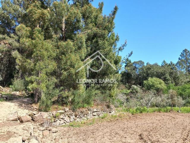 Terreno venda em Castelo Branco