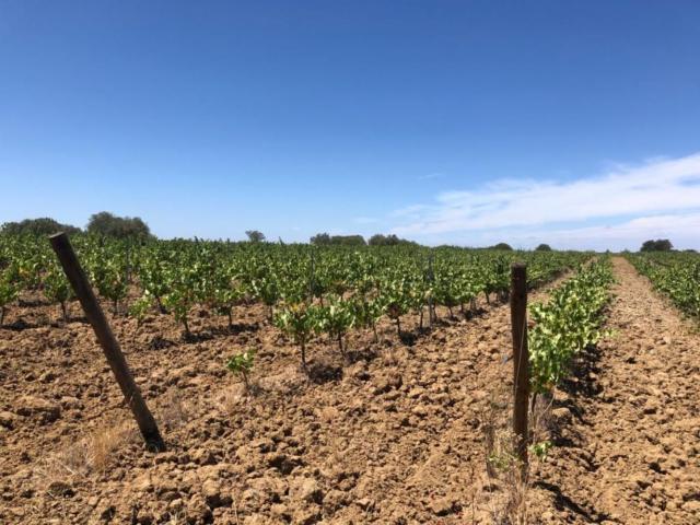 Terreno venda em Évora