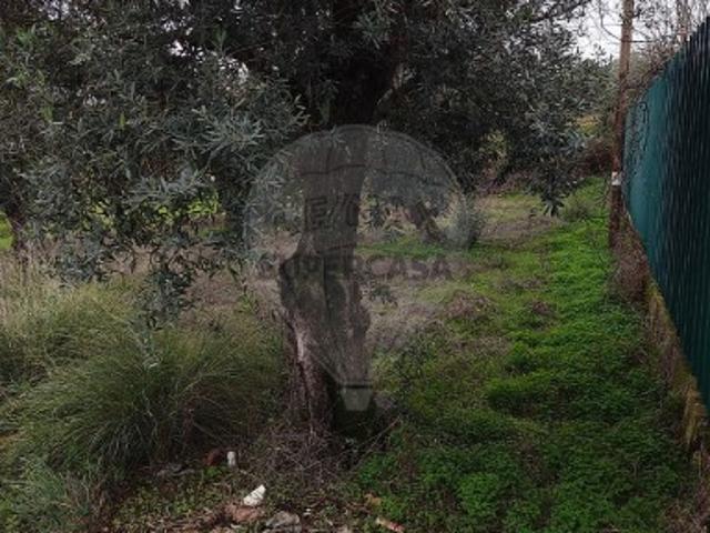 Terreno venda em Salgueiro do Campo, Castelo Branco